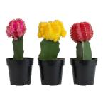 Grafted cactus
